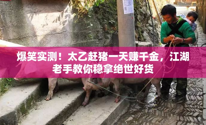爆笑實測！太乙趕豬一天賺千金，江湖老手教你穩(wěn)拿絕世好貨